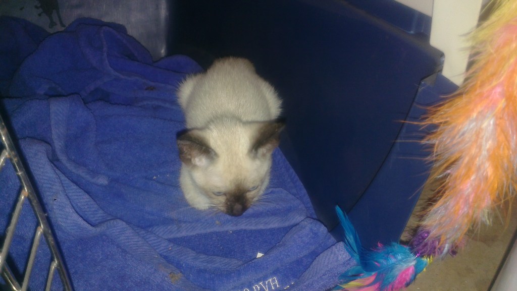 Introducing Princess Buttercup