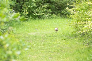 Poof! Goes Mr Cottontail
