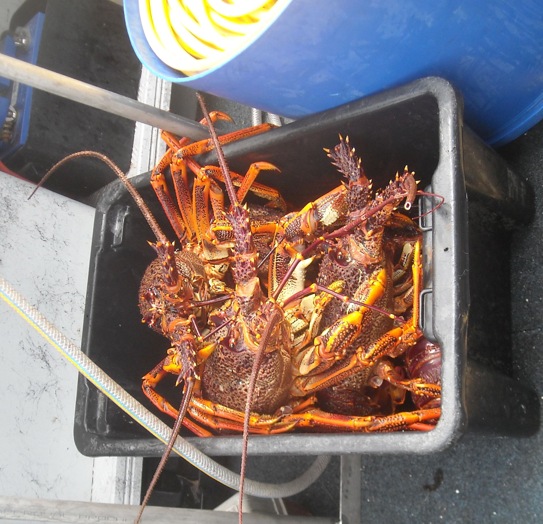box-of-crays