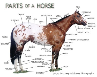 parts of the horse