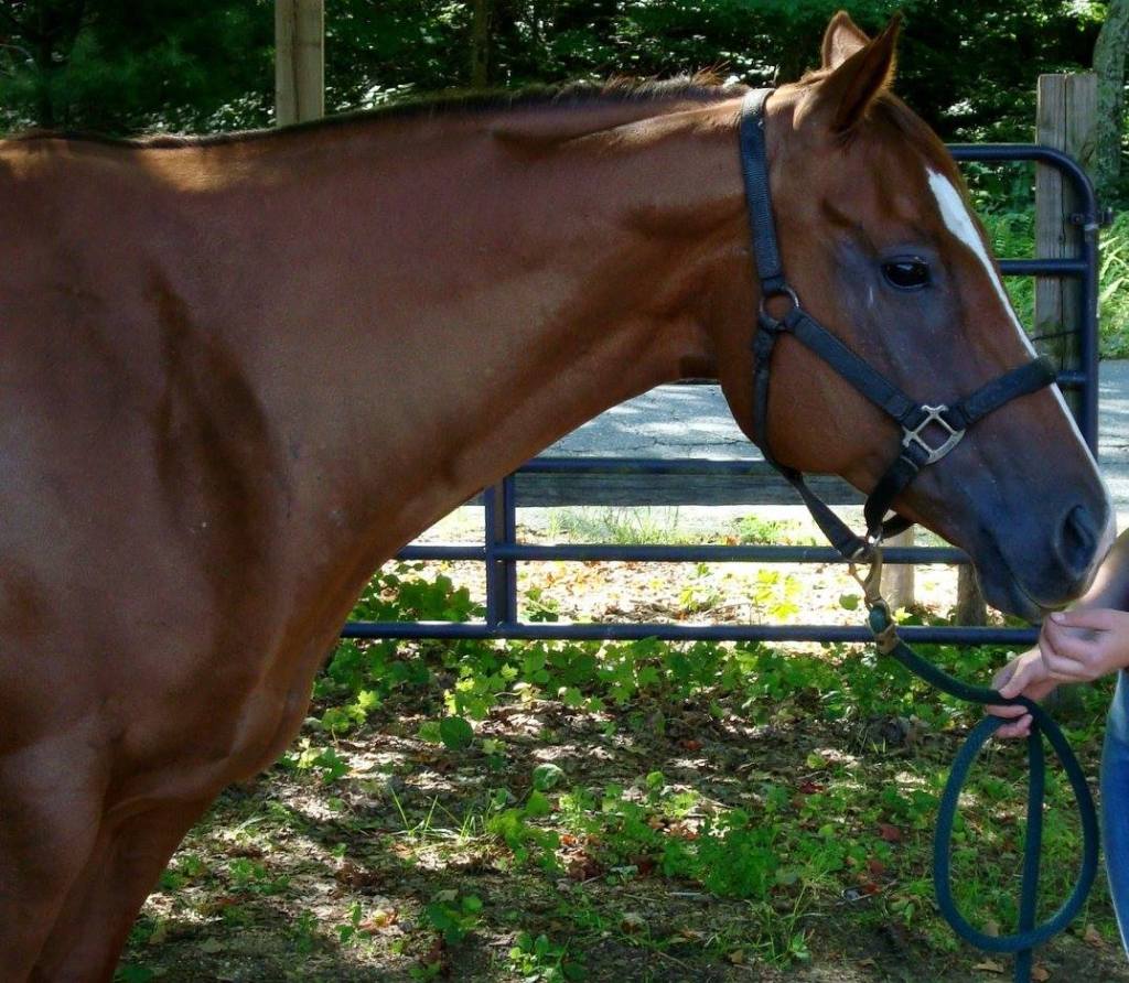 A Writer’s Guide to Horses Part&nbsp;VII