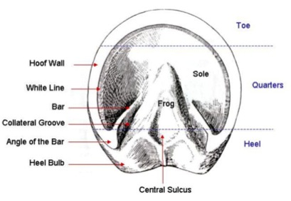 horse hoof diagram