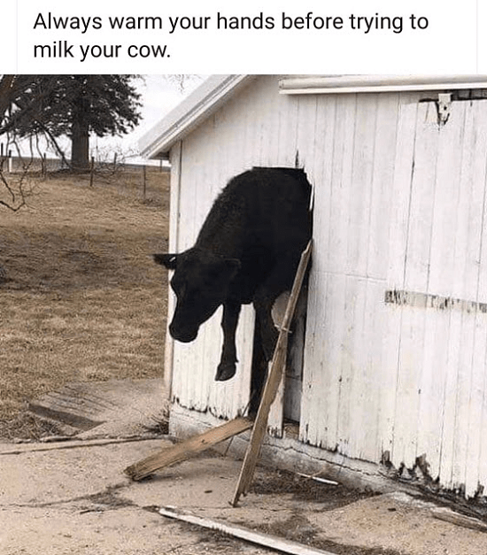 Always warm your hands before trying to milk your cow
