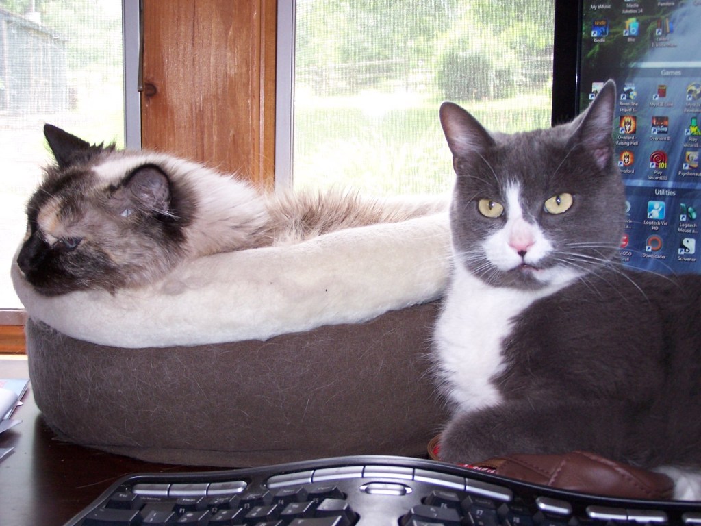 A Cat Named&nbsp;Bugger