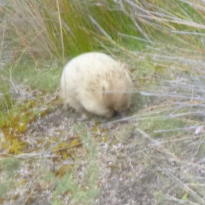 Convergent/divergent