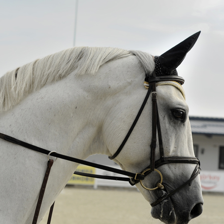 Free reign and other&nbsp;eggcorns