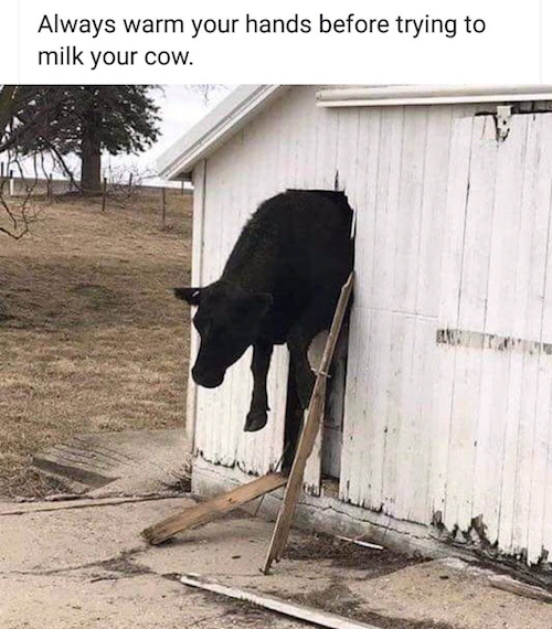 Meme - always warm your hands