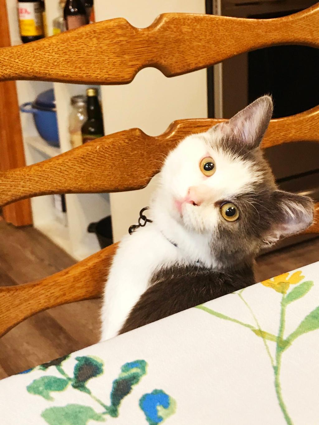 Falling Down the Research Rabbit&nbsp;Hole