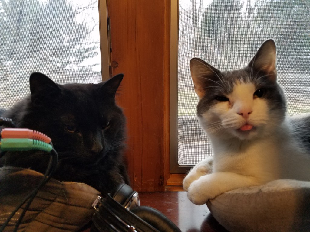 Hello to the New&nbsp;Shitshow