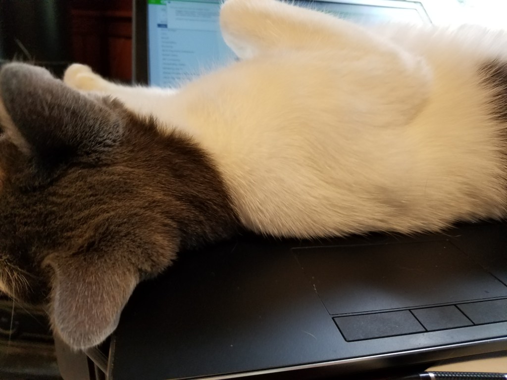 The Bad Cat&nbsp;List