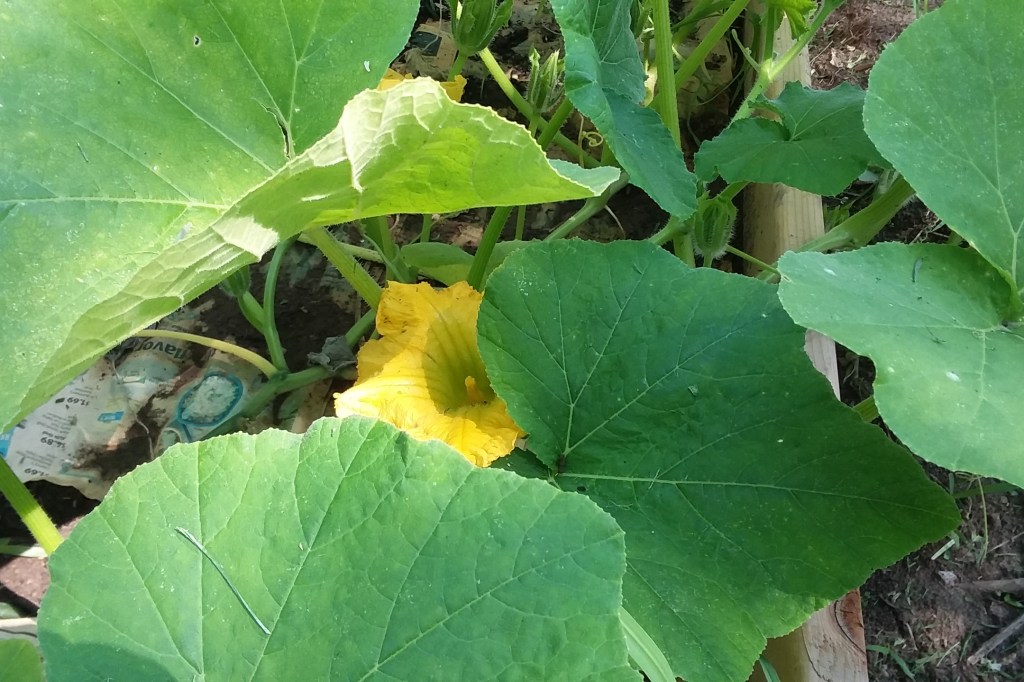 A Ramble Through the&nbsp;Garden