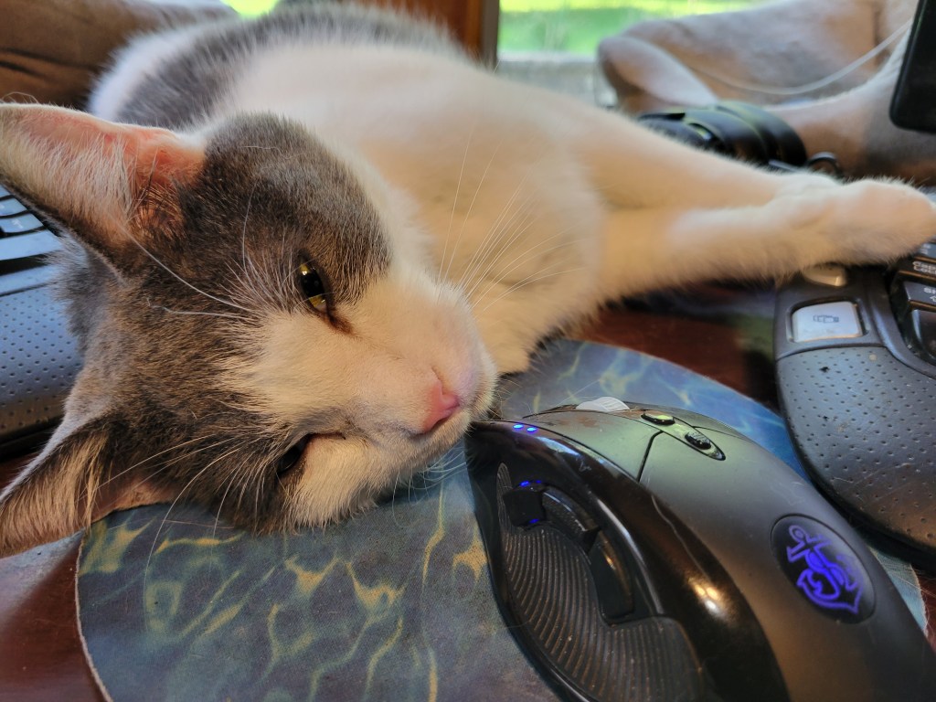 Anti Pseudo Intellectual