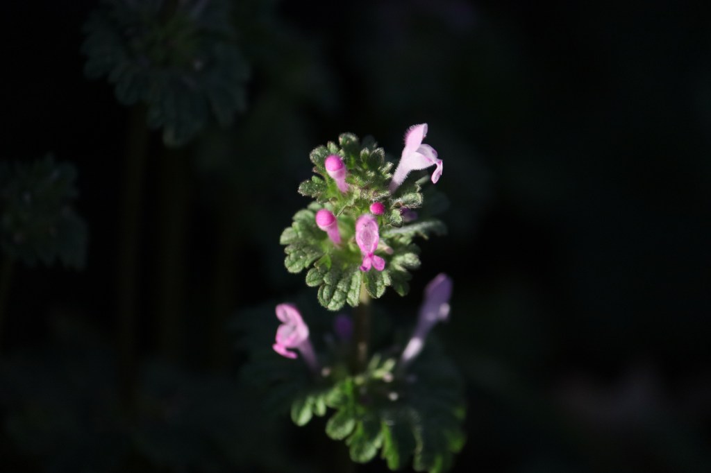 Setting up for&nbsp;Whimsy